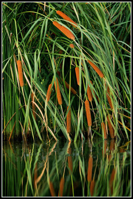 Weeping Cattails