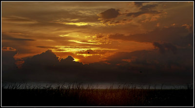 Wetland Sunrise