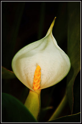 White Arrow Arum or Spoon Flower (Peltandra sagittifolia)