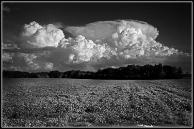 Clouds Over Peanut Field