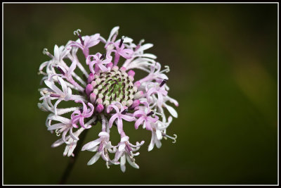 Grassleaf Barbara's Button