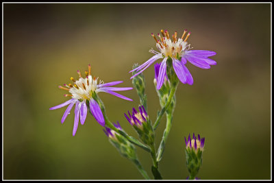 Eastern Silver Aster (Symphyotrichum concolor)