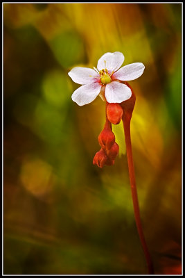 Pink Sundew (Drosera capillaris)
