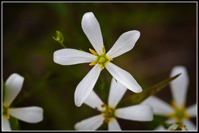 White Sabatia (Sabatia diffiformis)