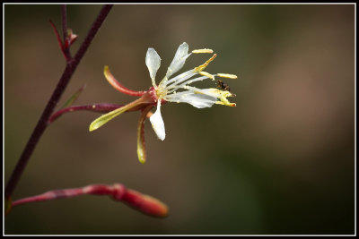 Southern Beeblossom (Gaura augustifolia)