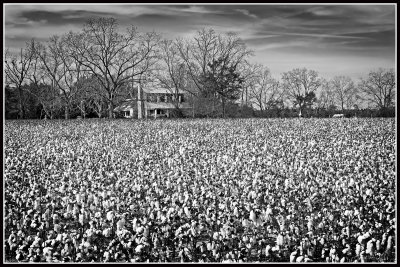 Cotton Field and Farm House