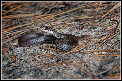 Southern Black Racer, Juvenile