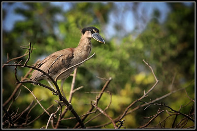 Boat-billed Heron