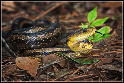Intergrade Rat Snake (Pantherophis)