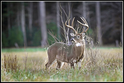 Virginia White-tailed Deer (Odocoileus virginianus)