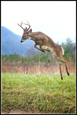 Virginia White-tailed Deer (Odocoileus virginianus)