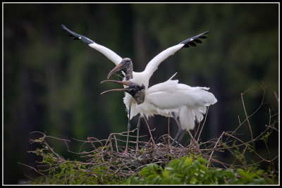 Wood Storks (Mycteria americana)