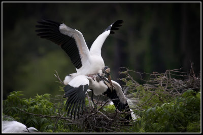 Wood Storks (Mycteria americana)