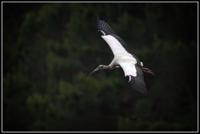 Wood Stork (Mycteria americana)