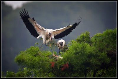 Wood Stork (Mycteria americana)