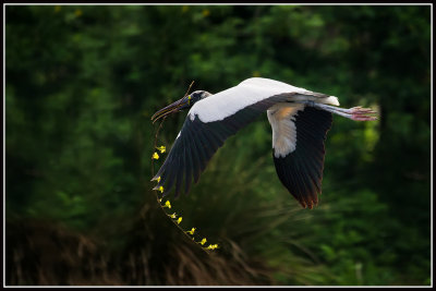 Wood Stork (Mycteria americana)