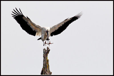 Wood Stork (Mycteria americana)