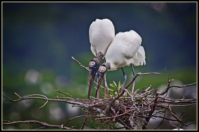 Wood Storks (Mycteria americana)