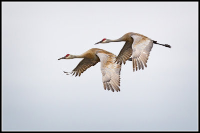 Sandhill Cranes (Grus canadensis)