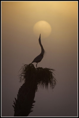 Great Blue Heron (Ardea herodias)