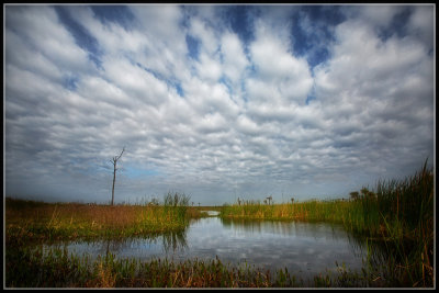 Florida Wetland Scene