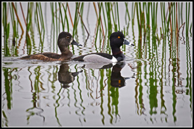 Ringneck Ducks (Aythya collaris)