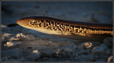 Island Legless Lizard (Ophisaurus compressus)