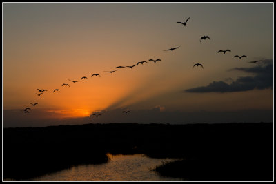 Incoming Ibis at Sunset