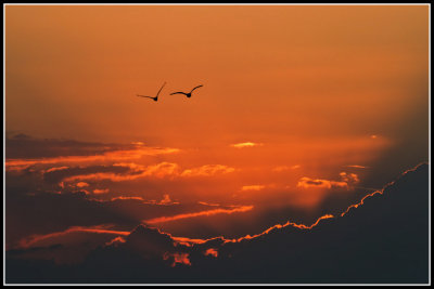 Ibis in Sunset
