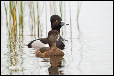 Ringneck Ducks (Aythya collaris)
