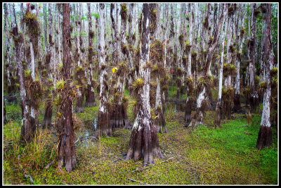 Cypress Trees Bearing Bromiliads