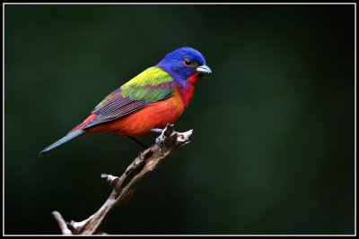 Painted Bunting (Passerina ciris)