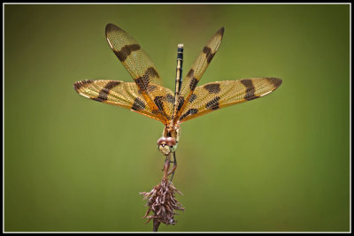 Halloween Pennant Dragonfly (Celithemis eponina)