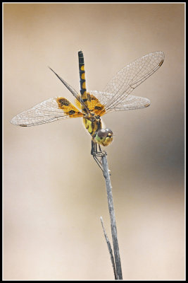 Amanda's Pennant Dragonfly (Celithemis amanda)