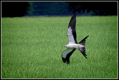 Swallow-tailed Kite (Elanoides forficatus)