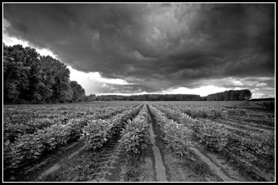 Soybeans Under Stormy Sky
