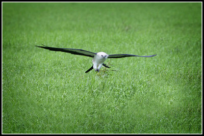 Swallow-tailed Kite (Elanoides forficatus)