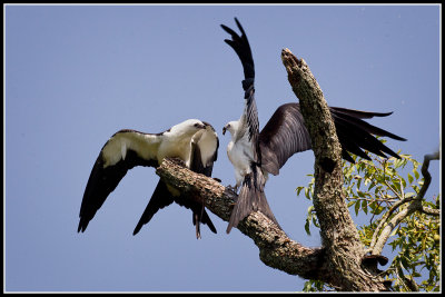 Swallow-tailed Kite (Elanoides forficatus)