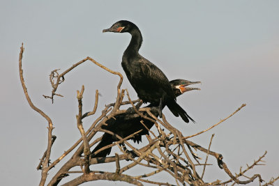Neotropic Cormorants (Phalacrocorax brasilianus)