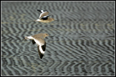 Willet Flyby