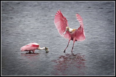 Roseate Spoonbills