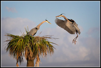 Great Blue Herons (Ardea herodias)