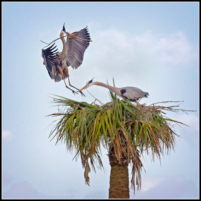 Great Blue Herons (Ardea herodias)