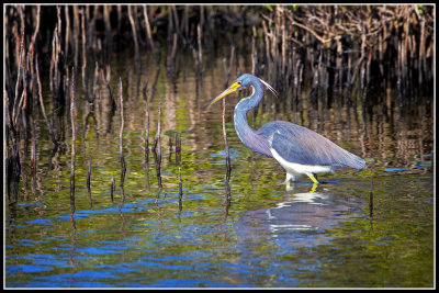 Tricolored Heron