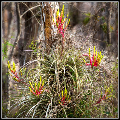 Bromeliad in Bloom (Tillandsia sp,)