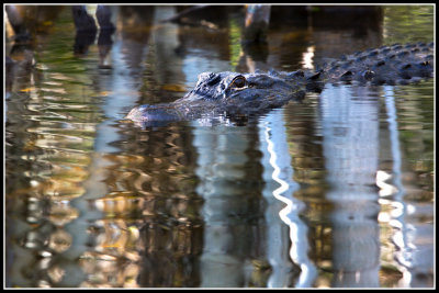 American Alligator (Alligator mississippensis)