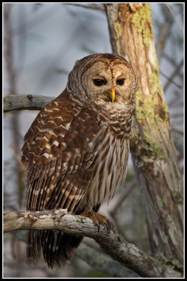 Barred Owl