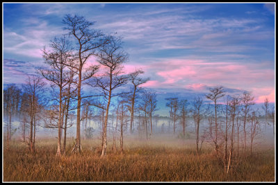 Dawn, Dwarf Cypress Forest