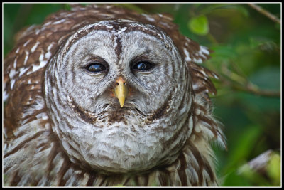 Barred Owl, Calling