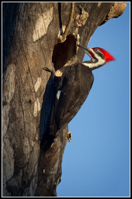 Pilitated Woodpecker